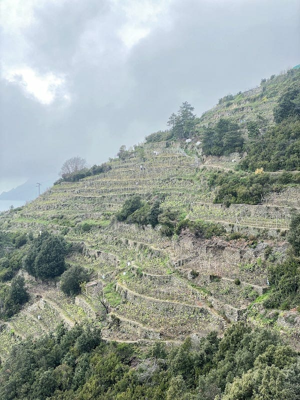 VIneyards of Cinque Terre