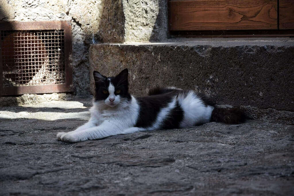 Cat in Civita di Bagnoregio
