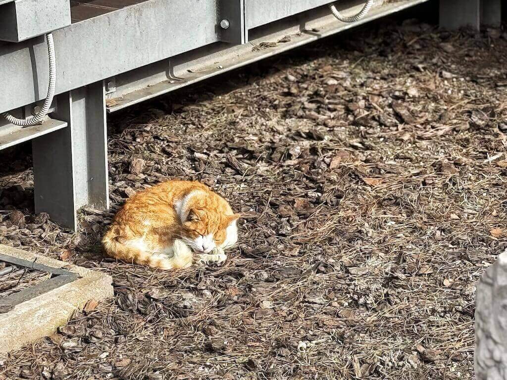 cats in Rome