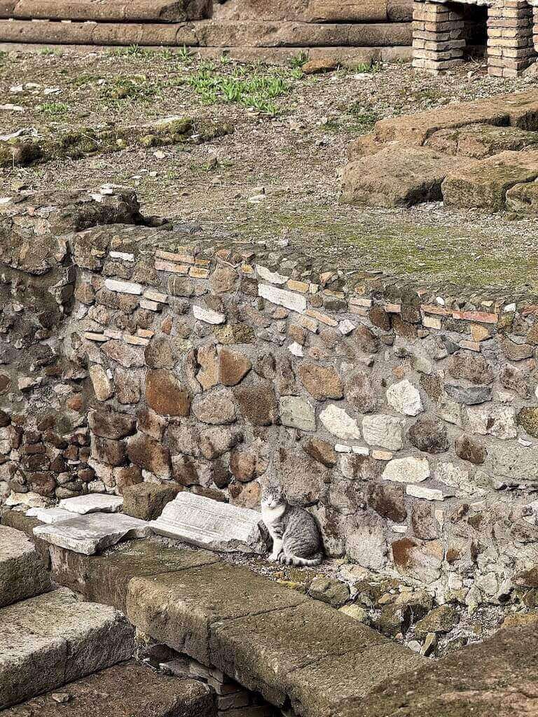 cats in Rome