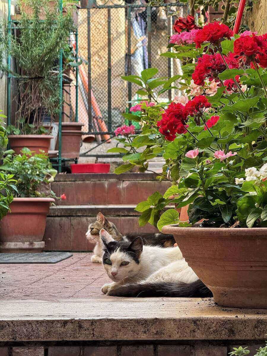 Cute cats in Montalcino Tuscany.