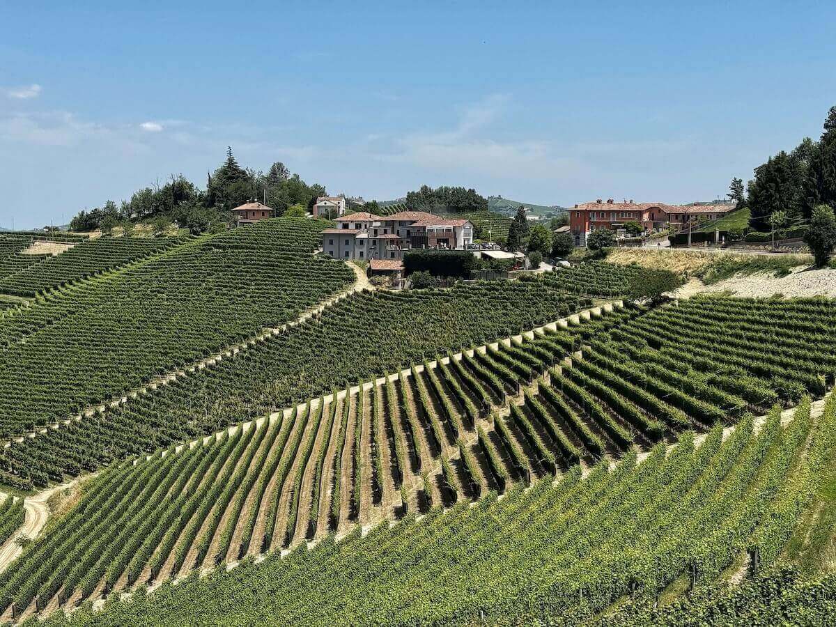 Perfectly manicured vineyards in the Langhe.