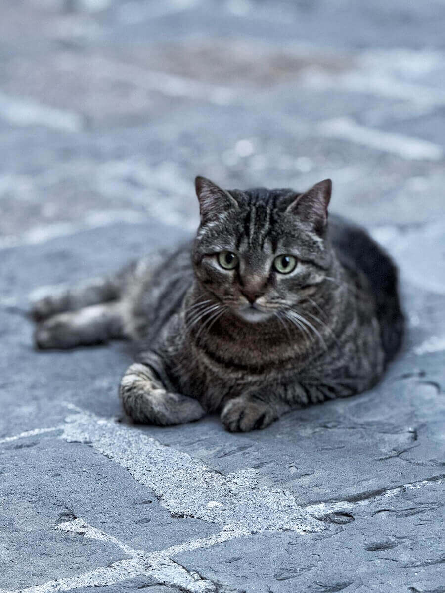 Cute cat we saw in Montepulciano.